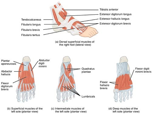 pain in right foot sole